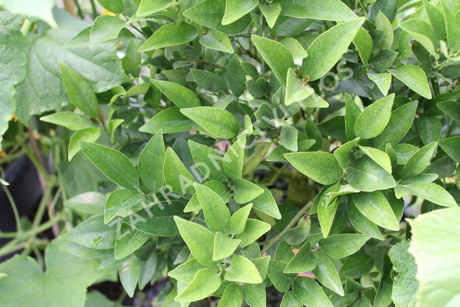 Kalamondin 'Kucle' - Citrus 'Kucle'