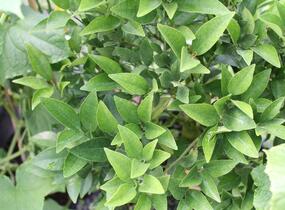 Kalamondin 'Kucle' - Citrus 'Kucle'