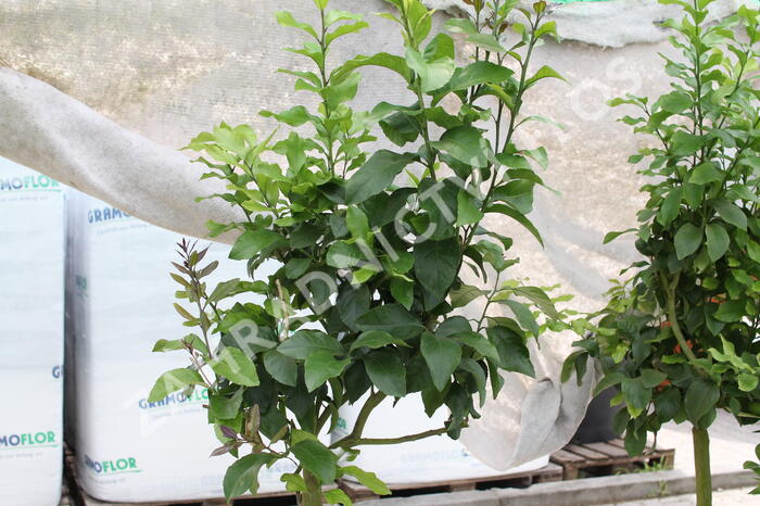 Citroník 'Carrubaro' - Citrus limone 'Carrubaro'