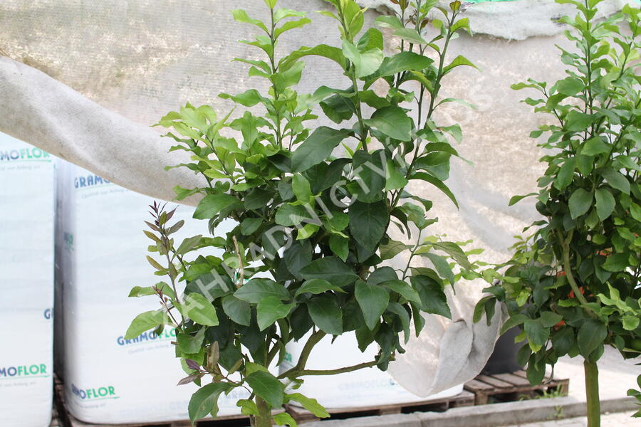 Citroník 'Carrubaro' - Citrus limone 'Carrubaro'