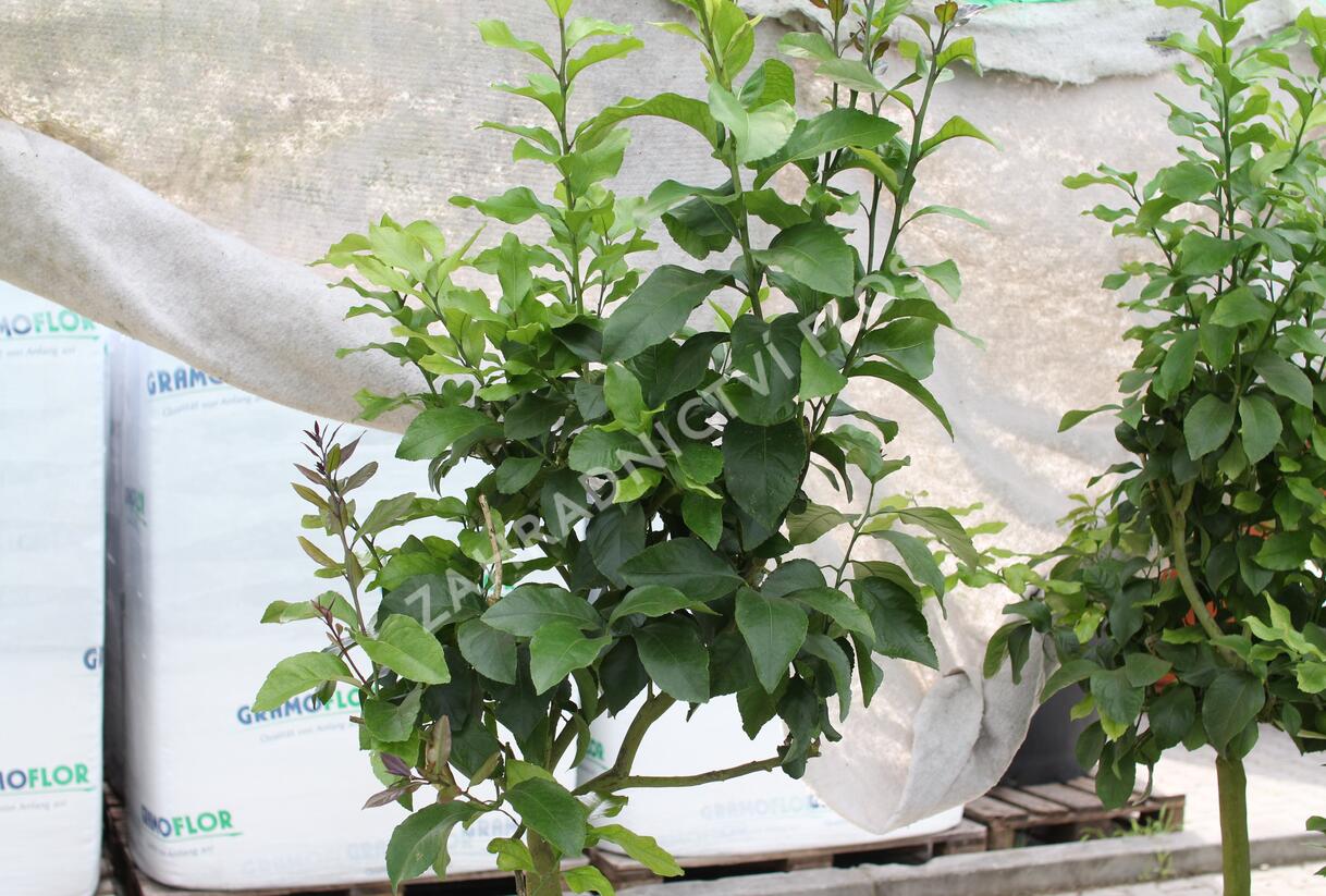 Citroník 'Carrubaro' - Citrus limone 'Carrubaro'