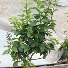 Citroník 'Carrubaro' - Citrus limone 'Carrubaro'