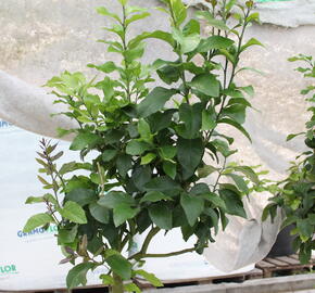 Citroník 'Carrubaro' - Citrus limone 'Carrubaro'