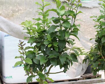 Citroník 'Carrubaro'