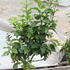 Citrus limone 'Carrubaro'.JPG
