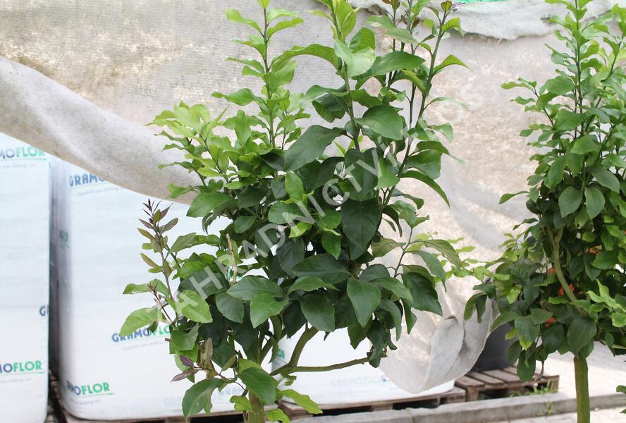 Citroník 'Carrubaro' - Citrus limone 'Carrubaro'