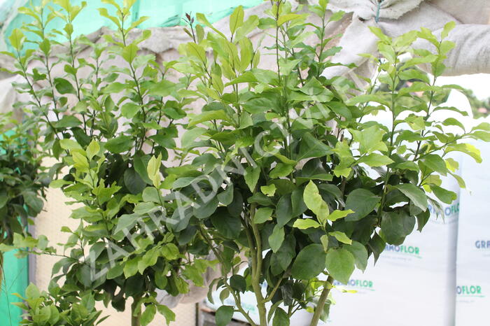 Citroník 'Zagara Bianca' - Citrus limone 'Zagara Bianca'