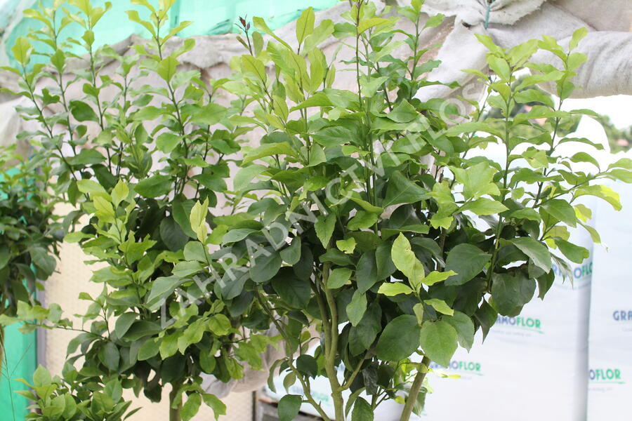 Citroník 'Zagara Bianca' - Citrus limone 'Zagara Bianca'
