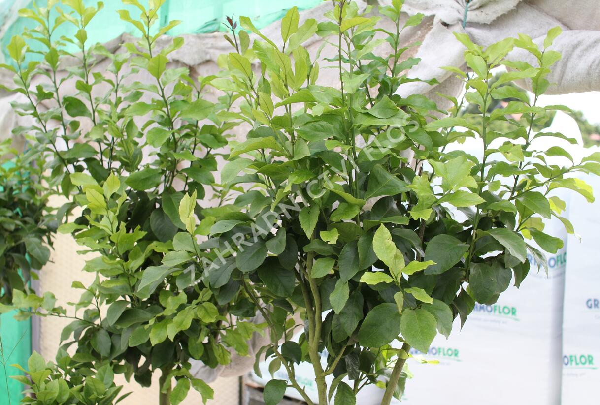 Citroník 'Zagara Bianca' - Citrus limone 'Zagara Bianca'