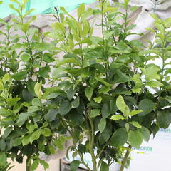 Citroník 'Zagara Bianca' - Citrus limone 'Zagara Bianca'