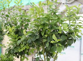 Citroník 'Zagara Bianca' - Citrus limone 'Zagara Bianca'