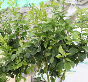 Citroník 'Zagara Bianca' - Citrus limone 'Zagara Bianca'