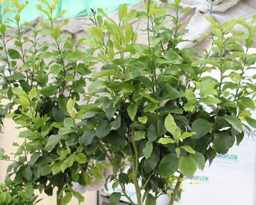 Citroník 'Zagara Bianca'