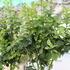 Citrus limone 'Zagara Bianca'_01.JPG
