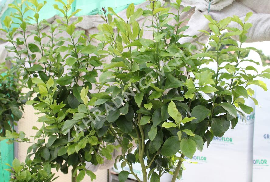 Citroník 'Zagara Bianca' - Citrus limone 'Zagara Bianca'