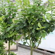 Citroník 'Zagara Bianca' - Citrus limone 'Zagara Bianca'