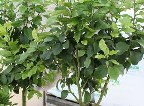 Citroník 'Zagara Bianca' - Citrus limone 'Zagara Bianca'