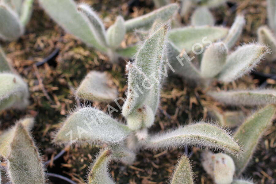 Kalanchoe, kolopejka 'Hairy Harry' - Kalanchoe tomentosa 'Hairy Harry'