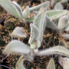 Kalanchoe, kolopejka 'Hairy Harry' - Kalanchoe tomentosa 'Hairy Harry'