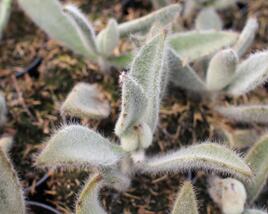 Kalanchoe, kolopejka 'Hairy Harry'