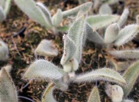 Kalanchoe, kolopejka 'Hairy Harry' - Kalanchoe tomentosa 'Hairy Harry'