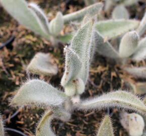 Kalanchoe, kolopejka 'Hairy Harry' - Kalanchoe tomentosa 'Hairy Harry'