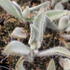 Kalanchoe tomentosa 'Hairy Harry'.JPG