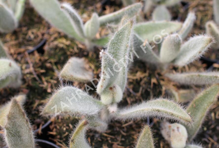 Kalanchoe, kolopejka 'Hairy Harry' - Kalanchoe tomentosa 'Hairy Harry'