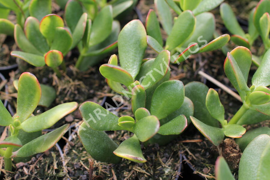 Tlustice vejčitá 'New Sunset' - Crassula ovata 'New Sunset'