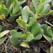 Tlustice vejčitá 'New Sunset' - Crassula ovata 'New Sunset'
