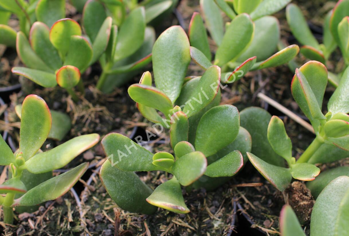 Tlustice vejčitá 'New Sunset' - Crassula ovata 'New Sunset'