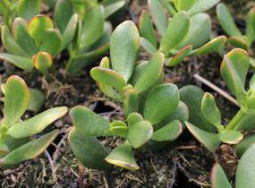 Tlustice vejčitá 'New Sunset' - Crassula ovata 'New Sunset'