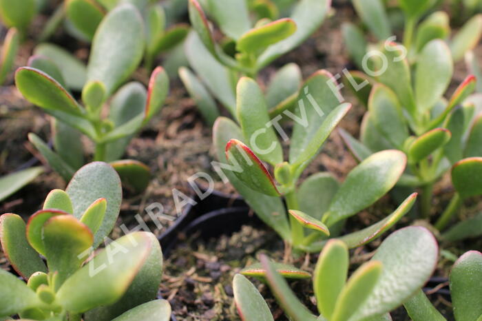 Tlustice vejčitá 'New Sunset' - Crassula ovata 'New Sunset'