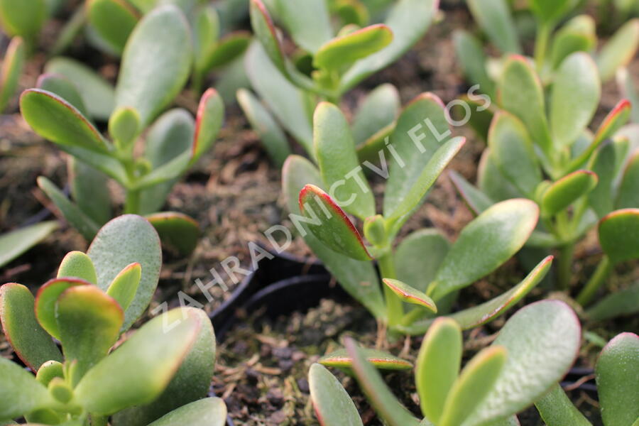 Tlustice vejčitá 'New Sunset' - Crassula ovata 'New Sunset'