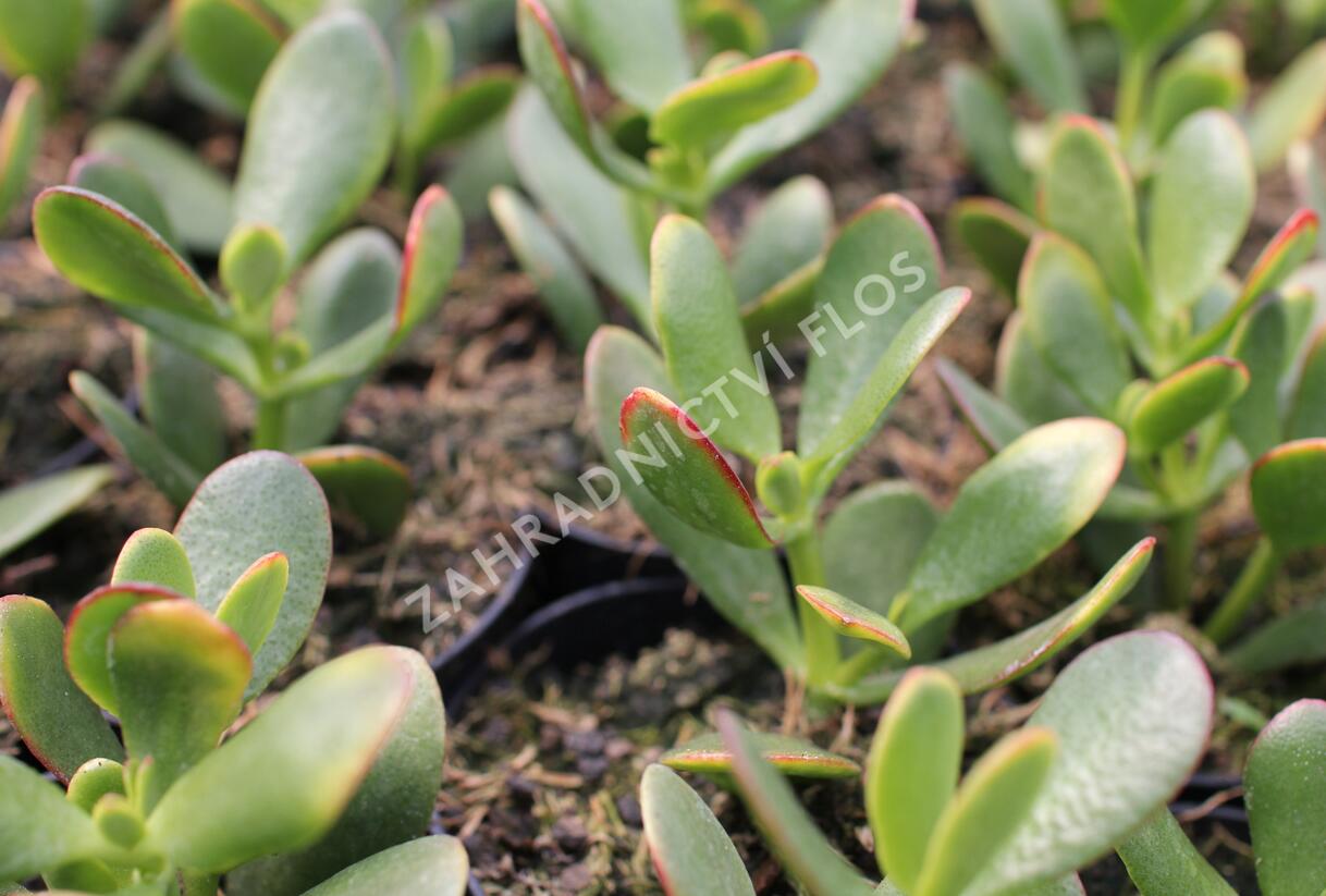 Tlustice vejčitá 'New Sunset' - Crassula ovata 'New Sunset'