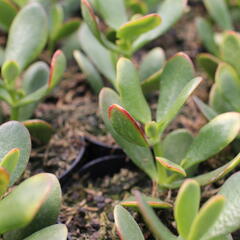Tlustice vejčitá 'New Sunset' - Crassula ovata 'New Sunset'