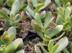 Tlustice vejčitá 'New Sunset' - Crassula ovata 'New Sunset'