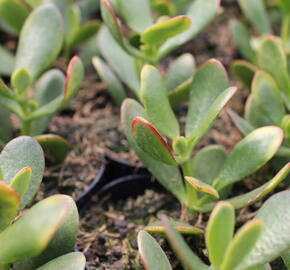 Tlustice vejčitá 'New Sunset' - Crassula ovata 'New Sunset'