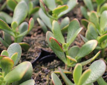 Tlustice vejčitá 'New Sunset'