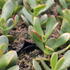 Crassula ovata 'New Sunset'.JPG