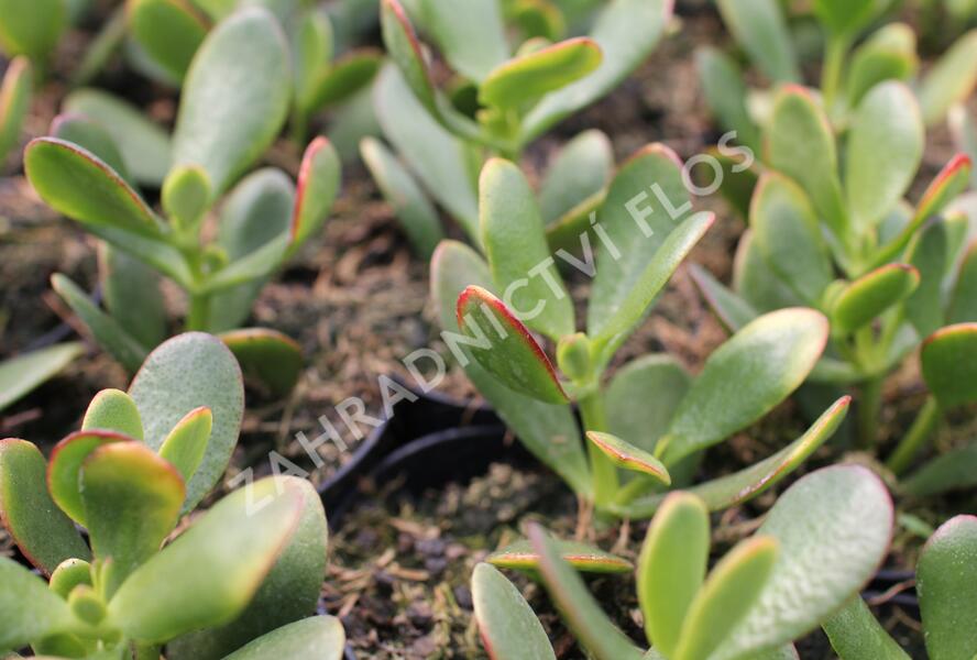 Tlustice vejčitá 'New Sunset' - Crassula ovata 'New Sunset'