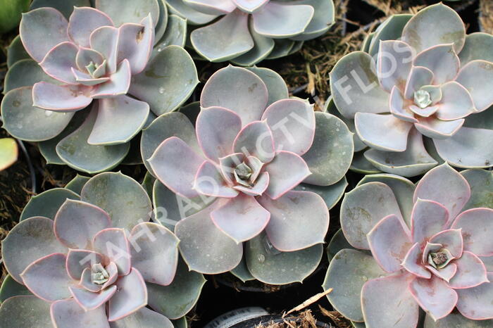 Dužnatka 'Pearl of Numberg' - Echeveria 'Pearl of Numberg'