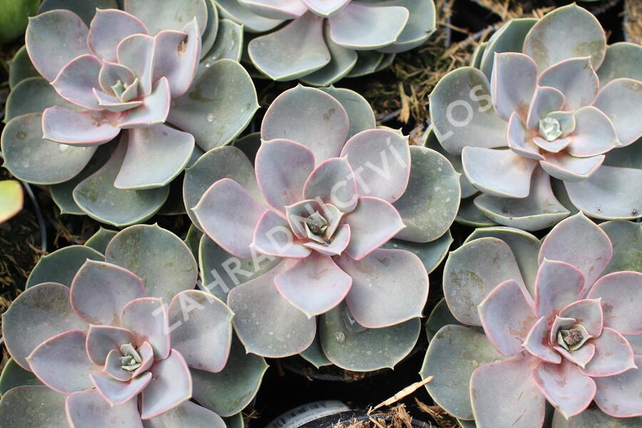 Dužnatka 'Pearl of Numberg' - Echeveria 'Pearl of Numberg'