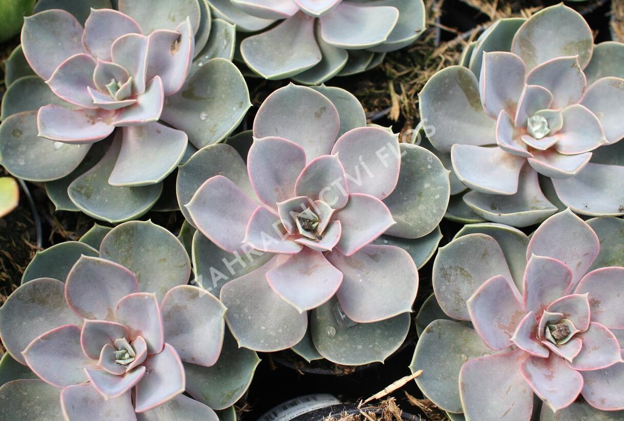 Dužnatka 'Pearl of Numberg' - Echeveria 'Pearl of Numberg'