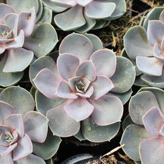 Dužnatka 'Pearl of Numberg' - Echeveria 'Pearl of Numberg'