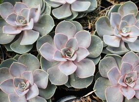 Dužnatka 'Pearl of Numberg' - Echeveria 'Pearl of Numberg'