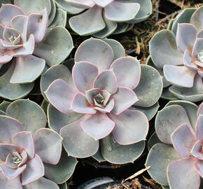 Dužnatka 'Pearl of Numberg' - Echeveria 'Pearl of Numberg'