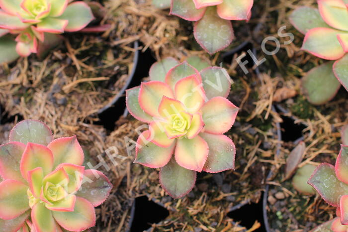 Eonium, růžicovka 'Kiwi' - Aeonium davidbramwellii 'Kiwi'