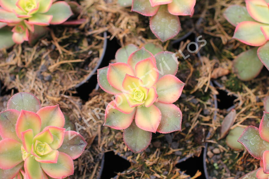 Eonium, růžicovka 'Kiwi' - Aeonium davidbramwellii 'Kiwi'