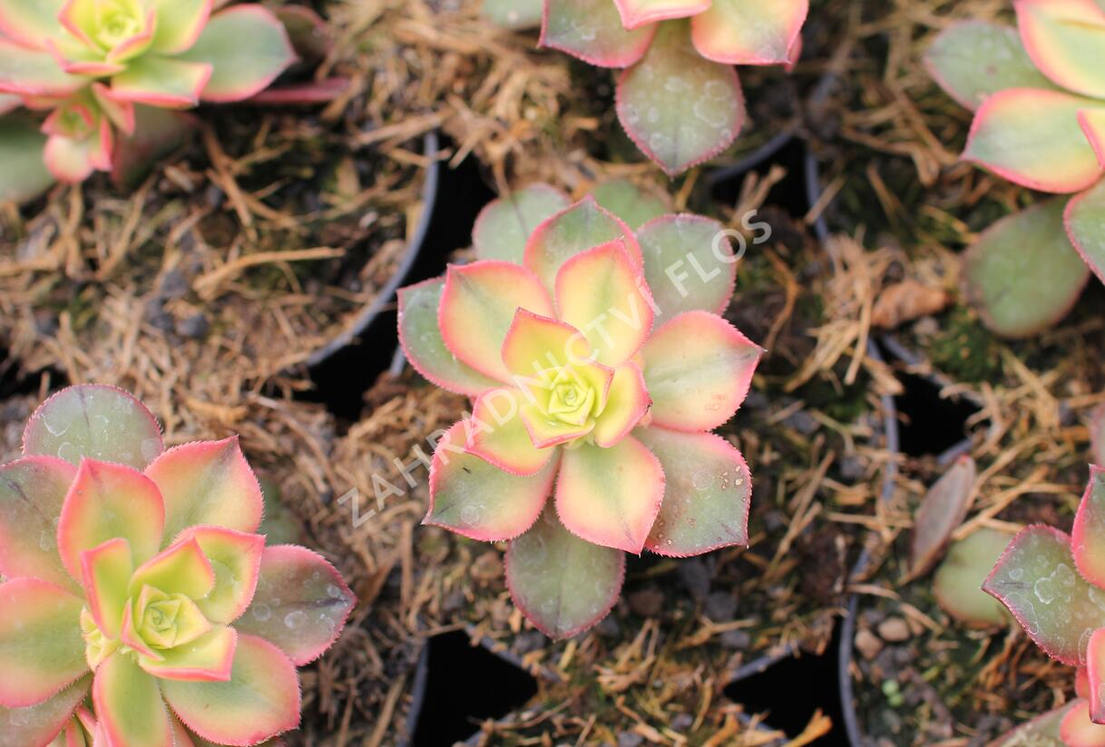 Aeonium, růžicovka 'Kiwi' - Aeonium davidbramwellii 'Kiwi'